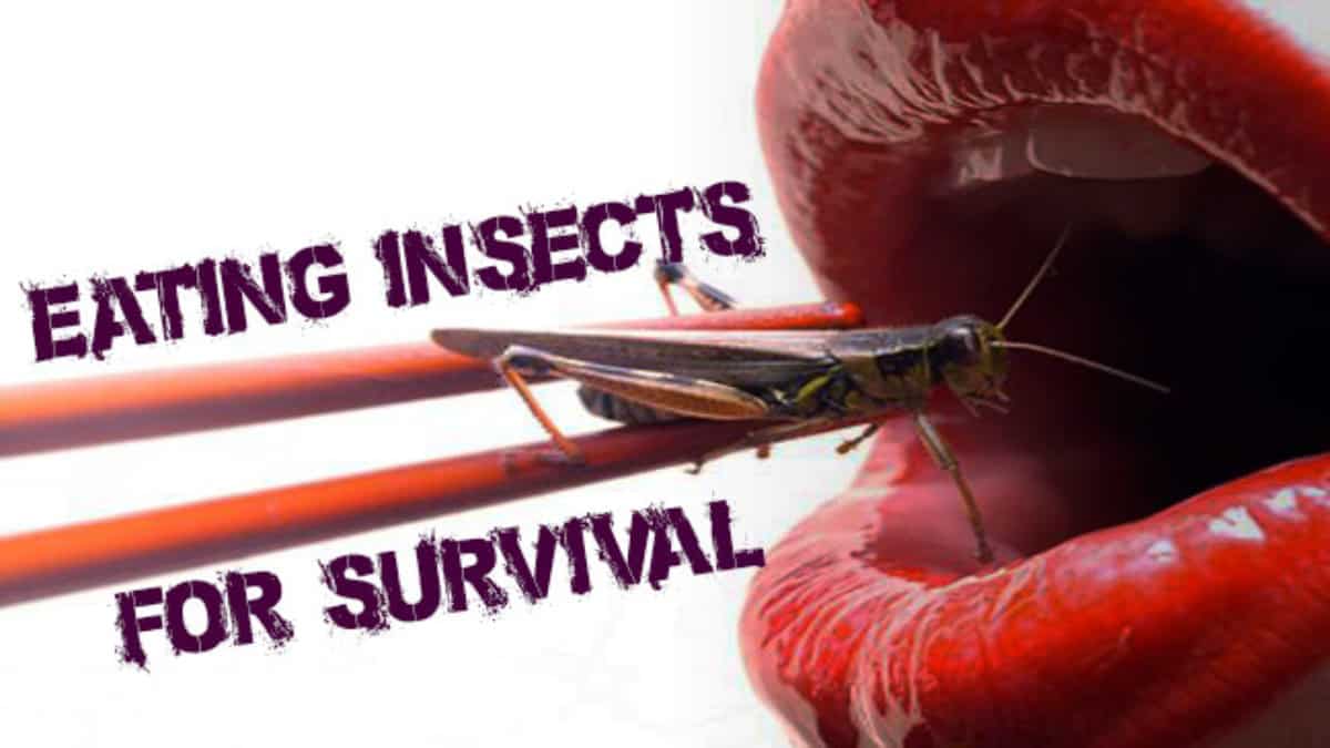 Edible Insects That Can Save Your Life - Prepper's Will