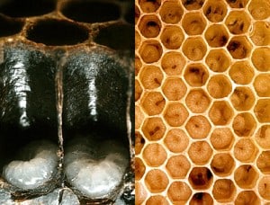 Edible Insects That Can Save Your Life - Prepper's Will