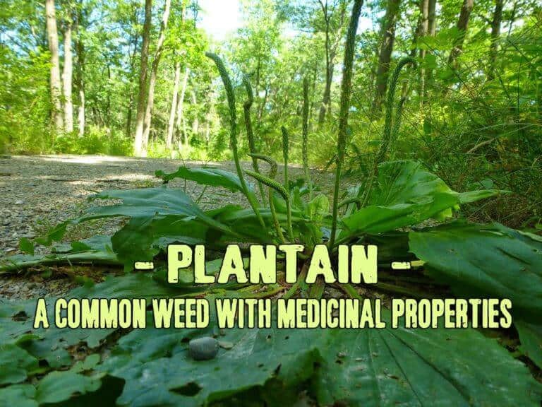 Plantain A Common Weed With Incredible Medicinal Properties Prepper's Will