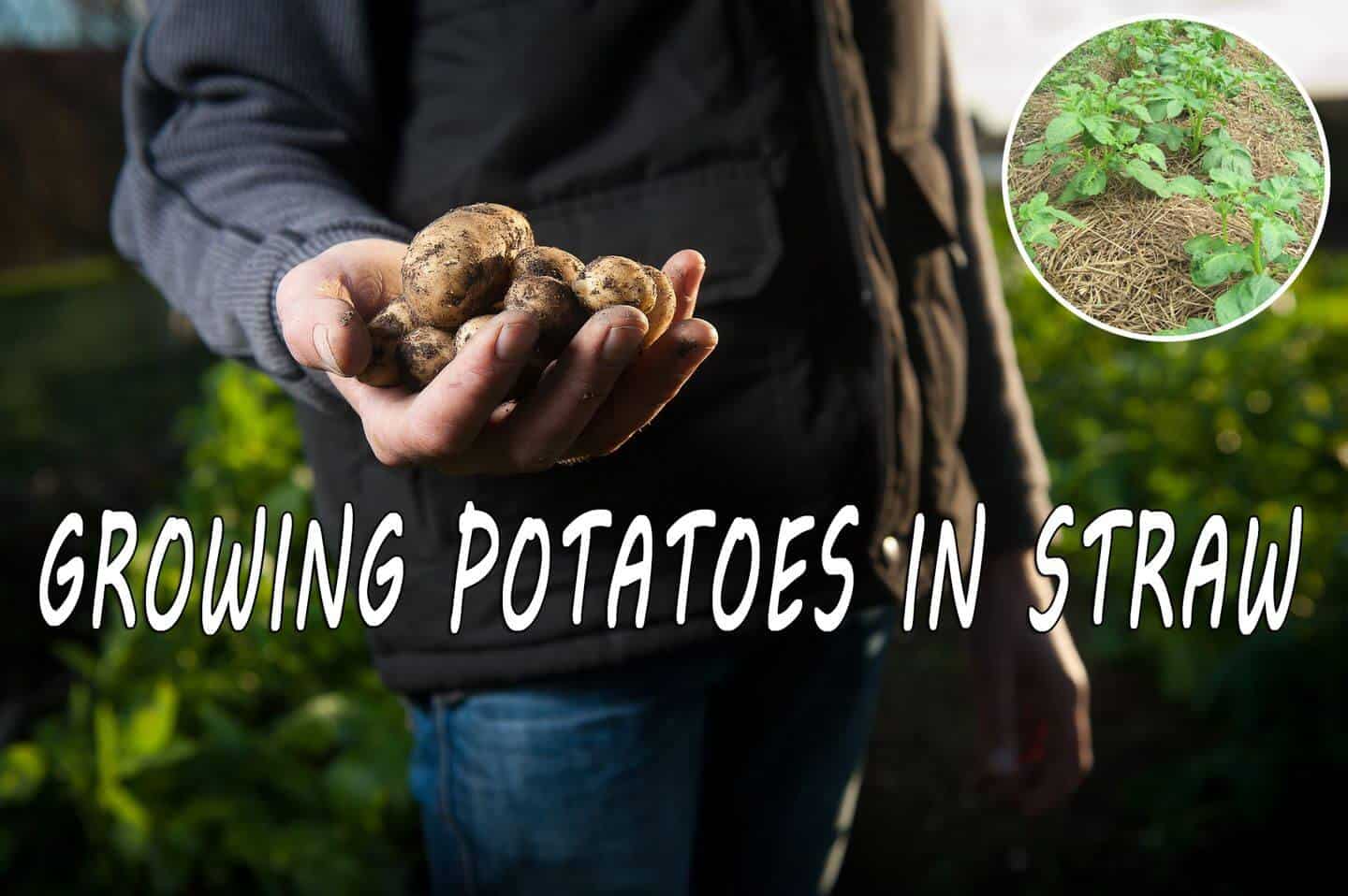 Growing Potatoes in Straw for Easy Gardening Prepper's Will
