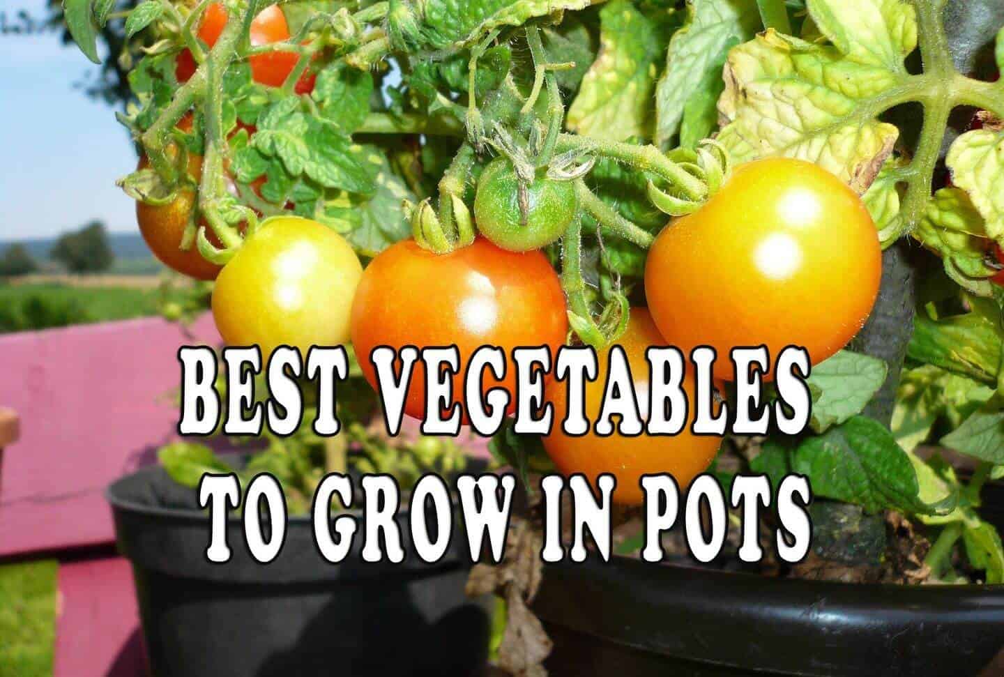 Growing Vegetables In Pots Choosing Plants That Thrive Prepper s Will