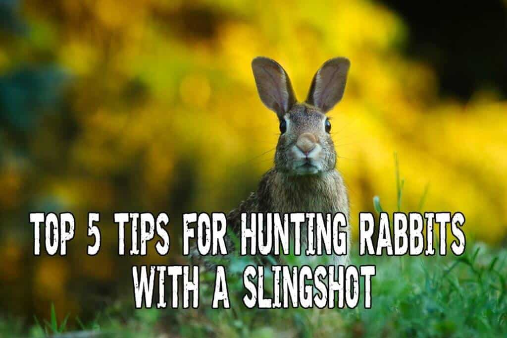 Rabbit Hunting with Slingshot for Survival Top 5 Tips You Have to