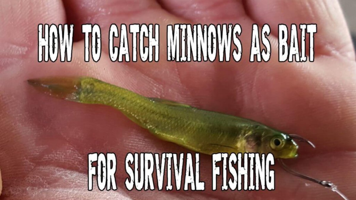 catching minnows