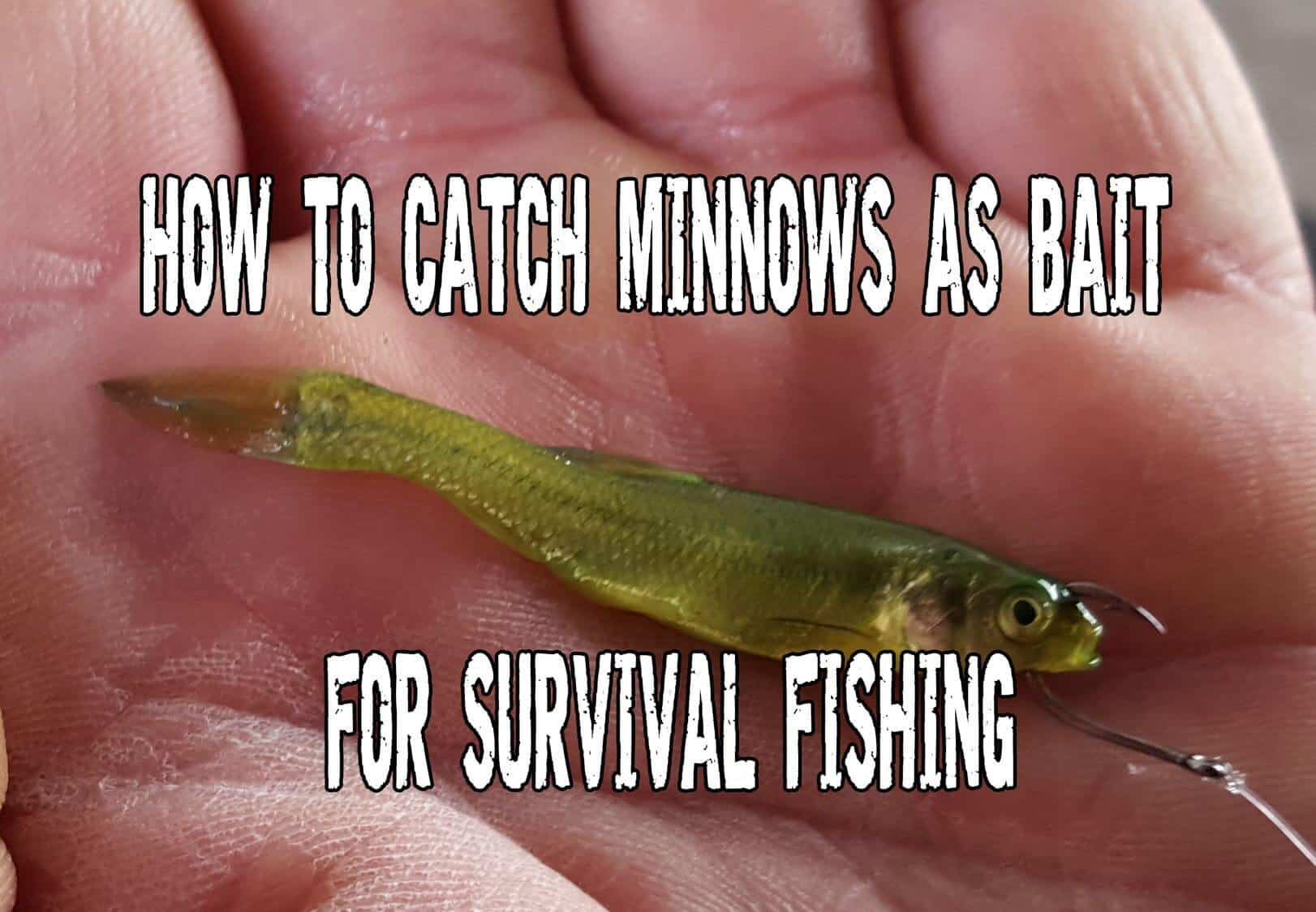 How To Catch Minnows As Bait For Survival Fishing Prepper S Will