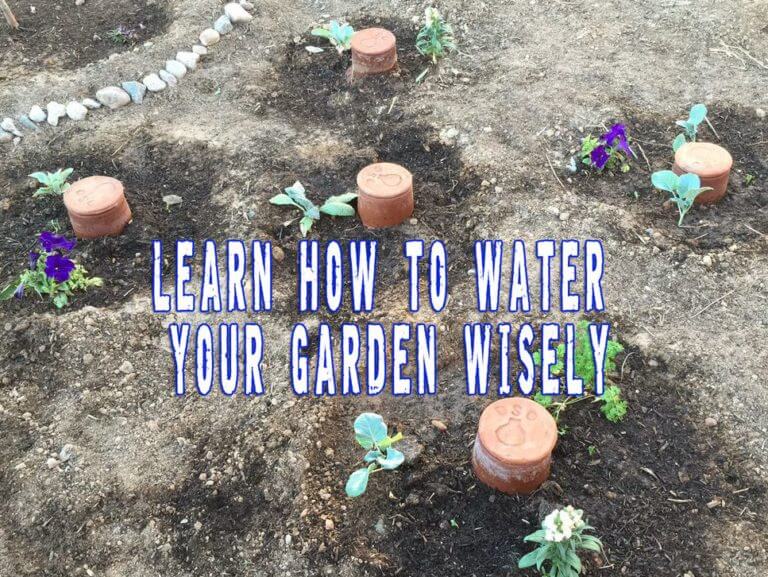 Learn How To Water Your Garden Wisely Prepper's Will