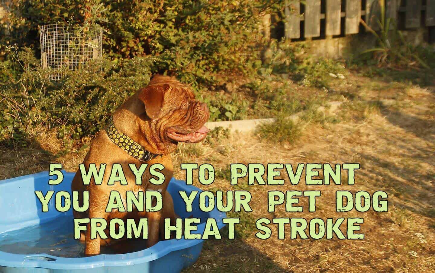 5 Ways To Prevent You And Your Pet Dog From Heat Stroke Prepper's Will