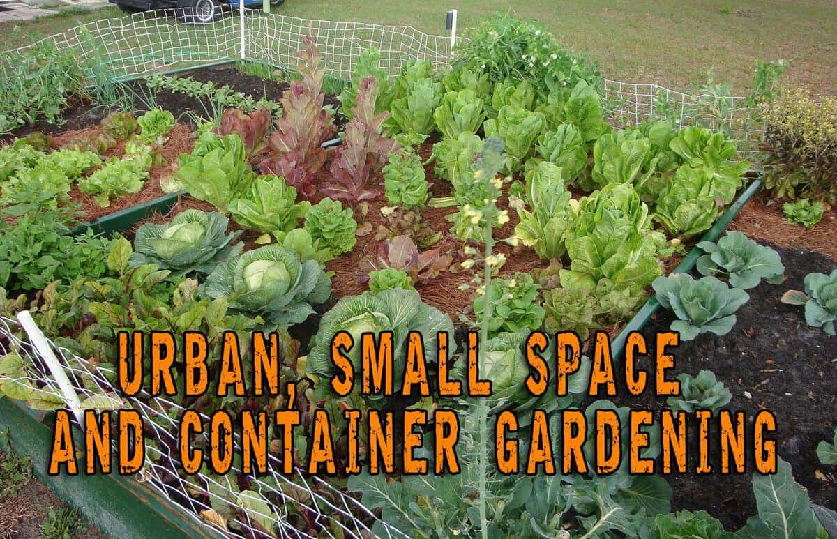 Useful Container Gardening in Urban, Small Spaces Prepper's Will