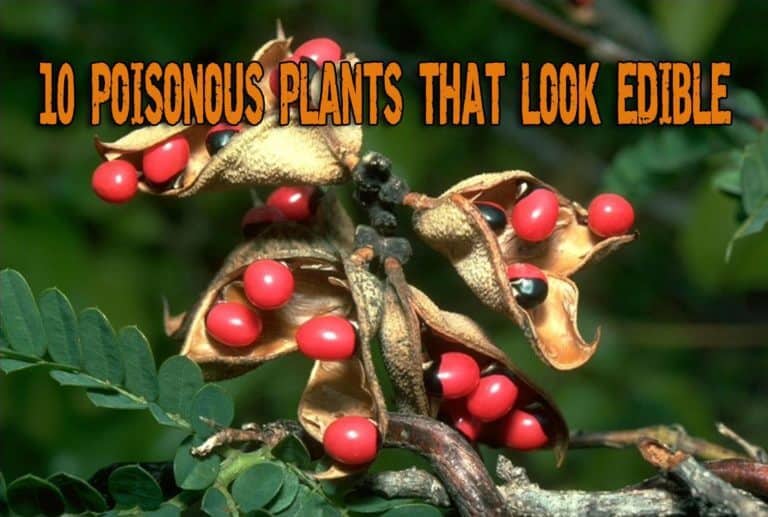 10 Poisonous Plants That Look Edible - Prepper's Will