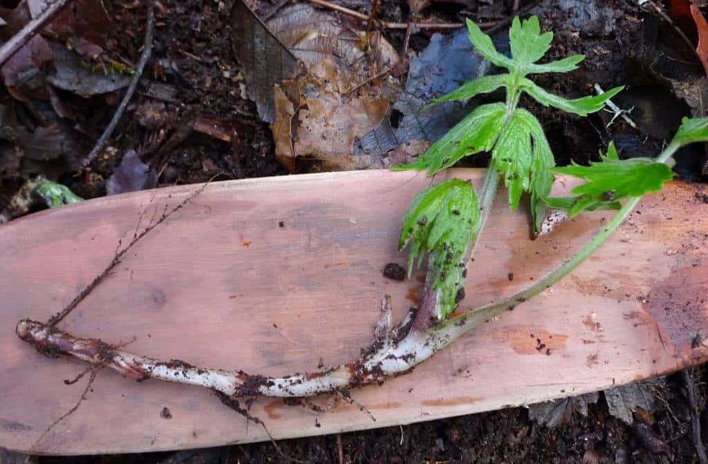 Surviving In The Wilderness With These Wild Edible Roots – Part 2 ...