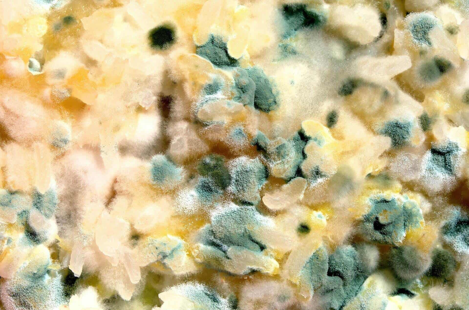 Food Poisoning Symptoms and Prevention - Prepper's Will