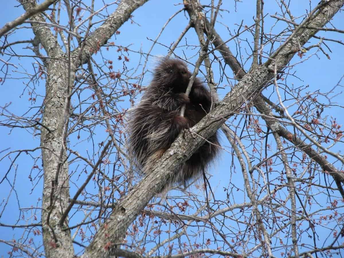 Porcupines protein for your survival in the wilderness Prepper's Will