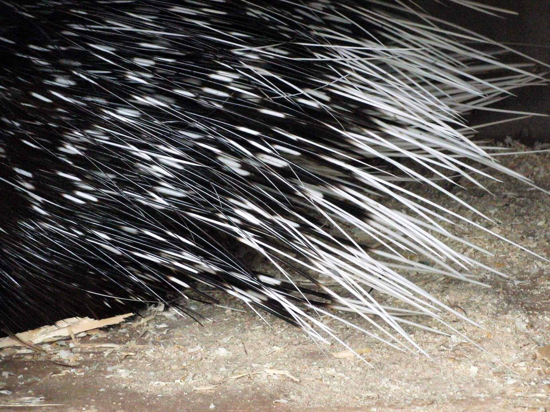 Do Porcupine Quills Grow Back