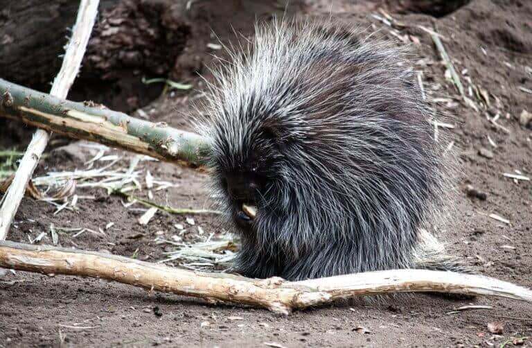 Porcupines protein for your survival in the wilderness Prepper's Will