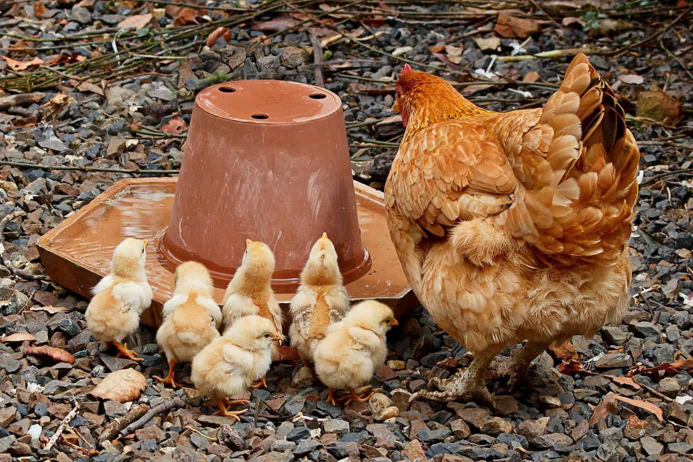 7 Essentials When Choosing Chickens For Your Homestead