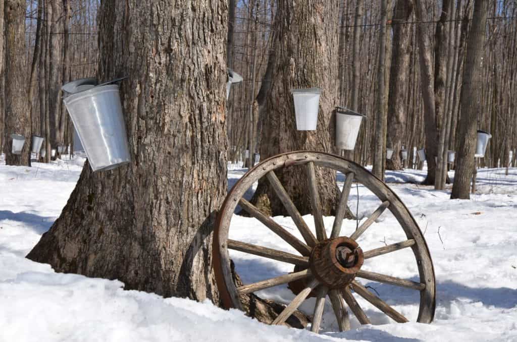 the-art-of-making-maple-syrup