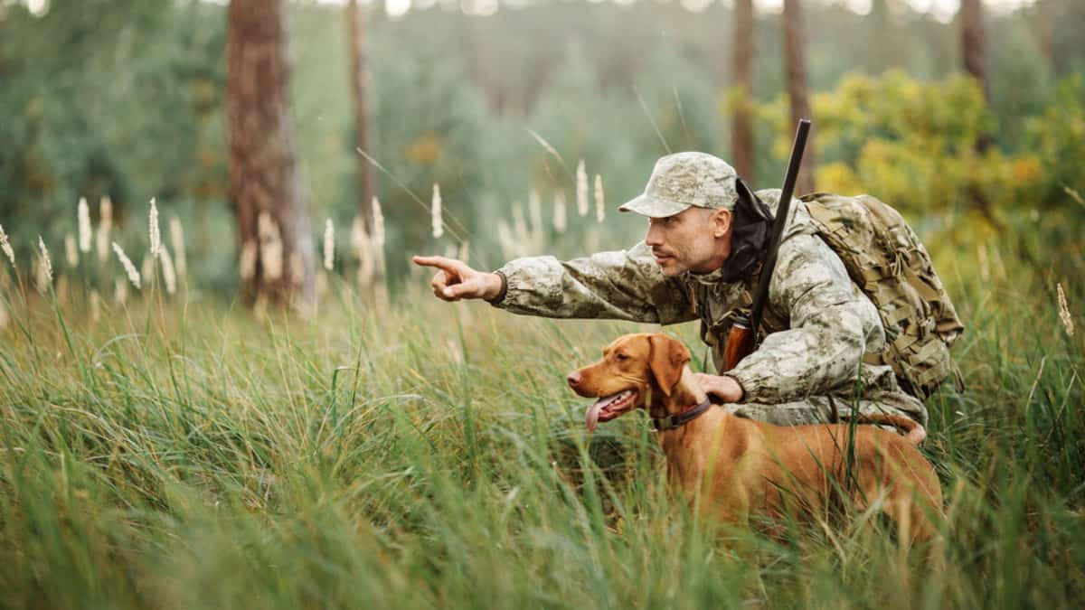 dog training for hunting near me