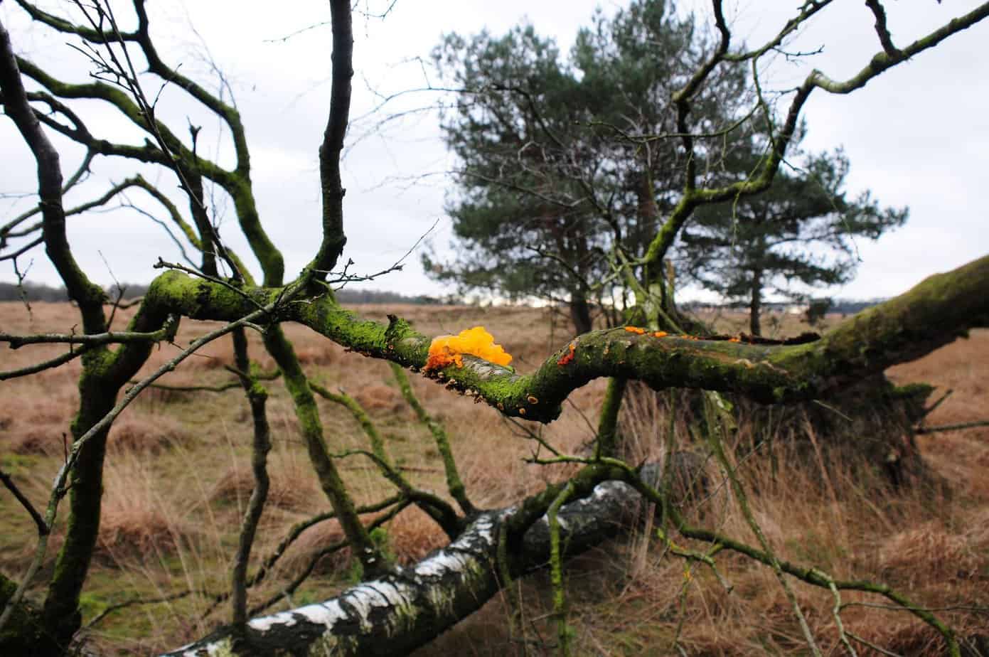 How To Make Candles In The Wilderness