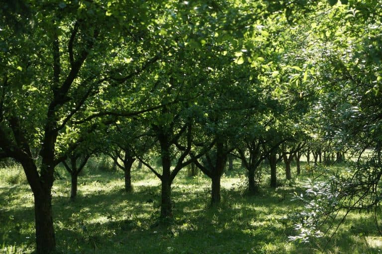 Tips For Planting A Survival Orchard