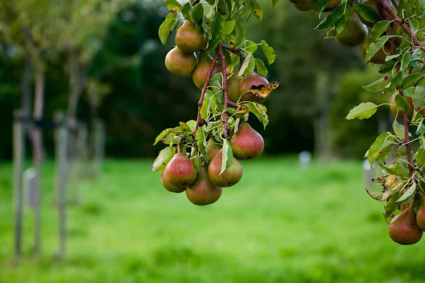 Tips For Planting A Survival Orchard