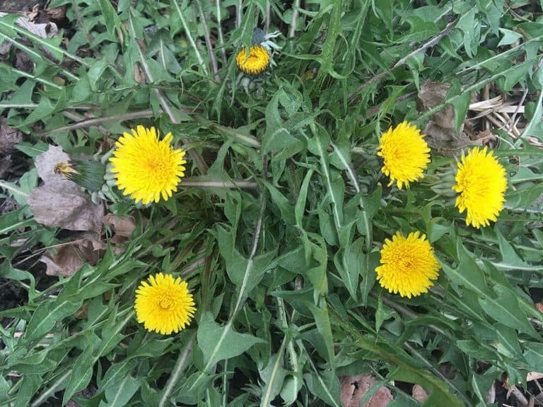 How To Make Dandelion and Burdock Wine