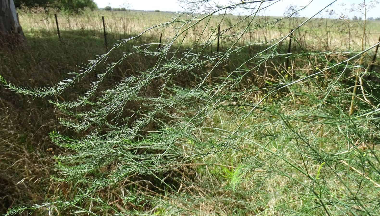 Harvesting And Using Wild Asparagus