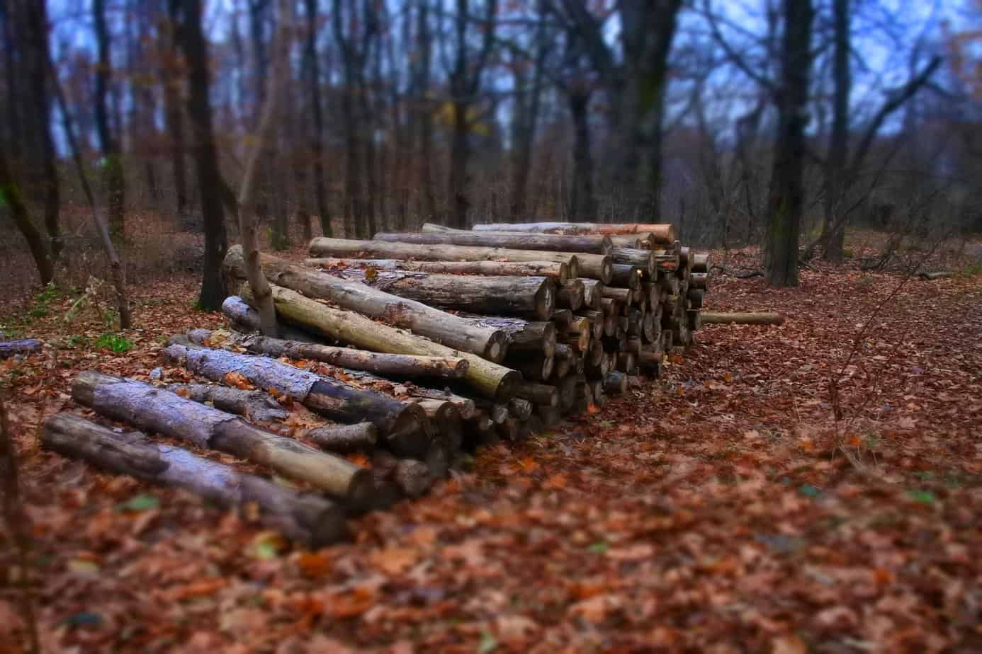 Tree Lot Making Tips For Managing And Using Your Woodlot