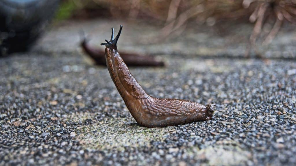 Eating Slugs And Snails For Survival