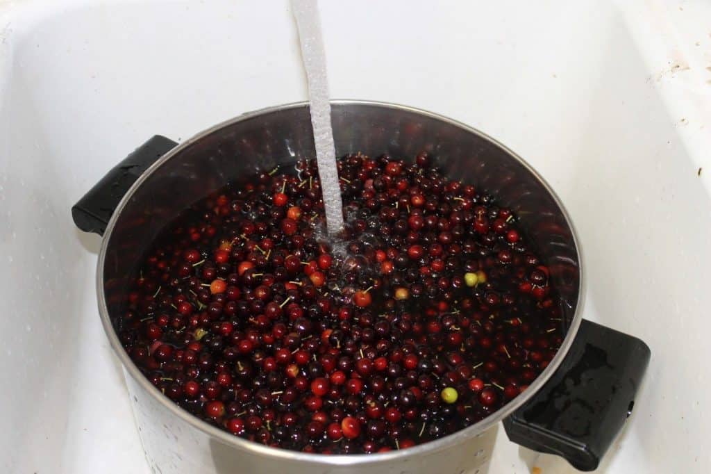 Tips For Harvesting And Using Chokecherries