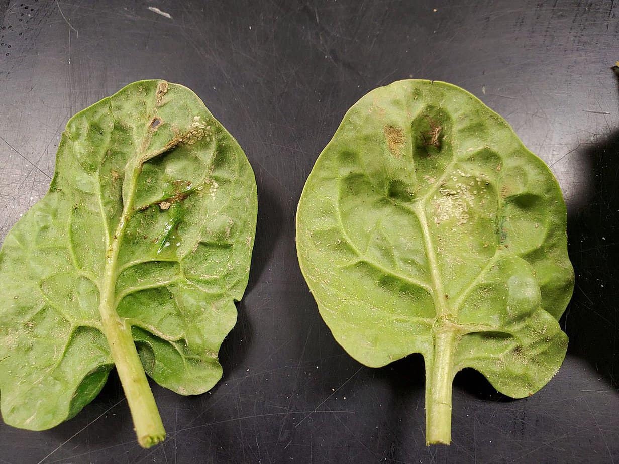 How To Grow Spinach And Enjoy The Harvest All Year Long