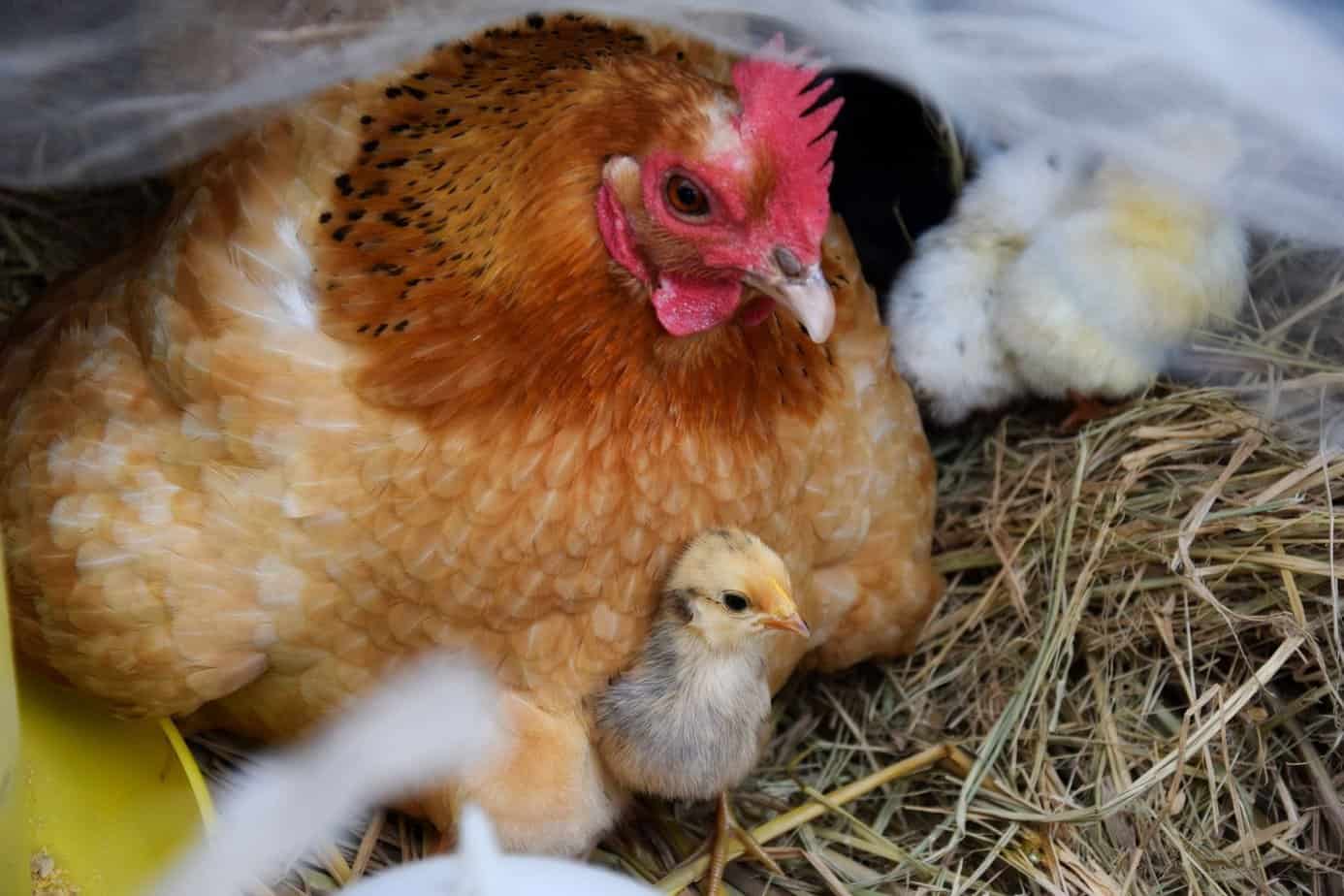 How To Hatch Eggs With A Broody Hen How To Hatch Eggs With A Broody Hen