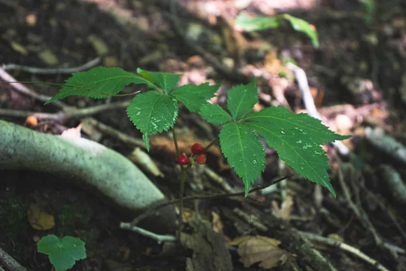 thumbnail interactive-video image 1 of 10 LBS American Ginseng Seeds – Grow Your Own Wild Ginseng – USA Grown 1 of 6