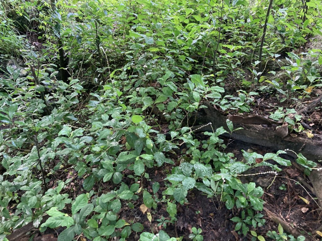 anamu (guinea hen weed)