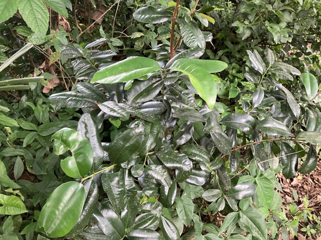 bay leaf (bois d’inde)