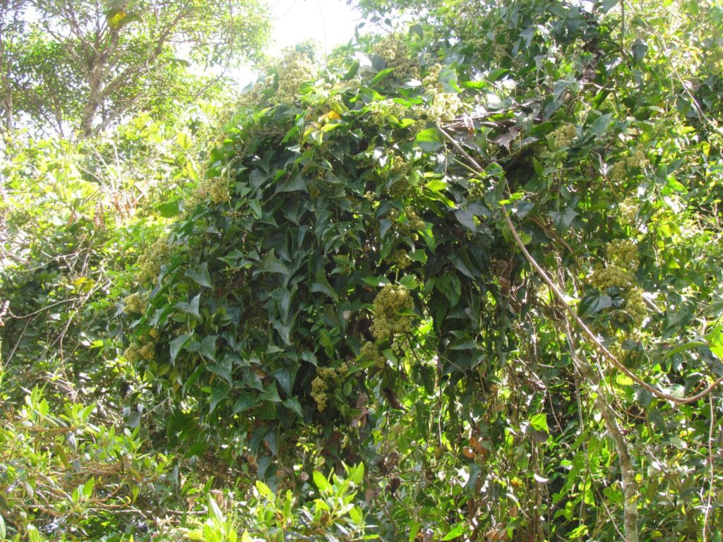 guaco (mikania glomerata)