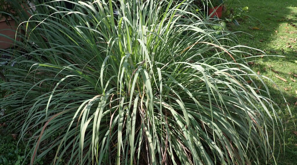 lemongrass (fever grass)