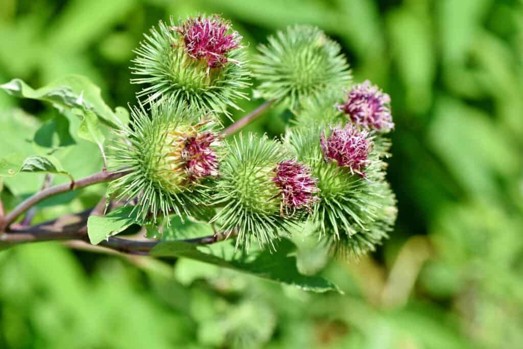 medicinal plants you can forage all year round burdock