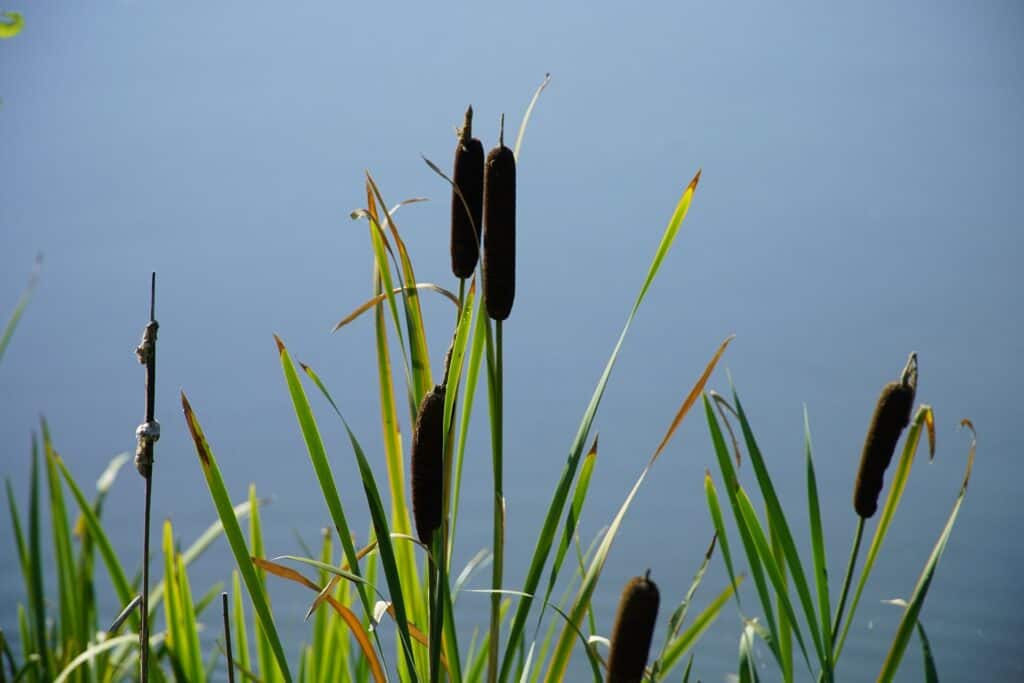 medicinal plants you can forage all year round cattail