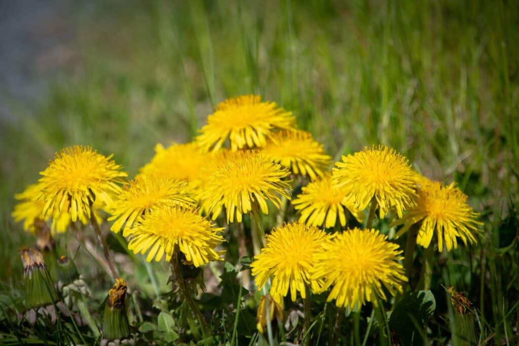 medicinal plants you can forage all year round dandelion
