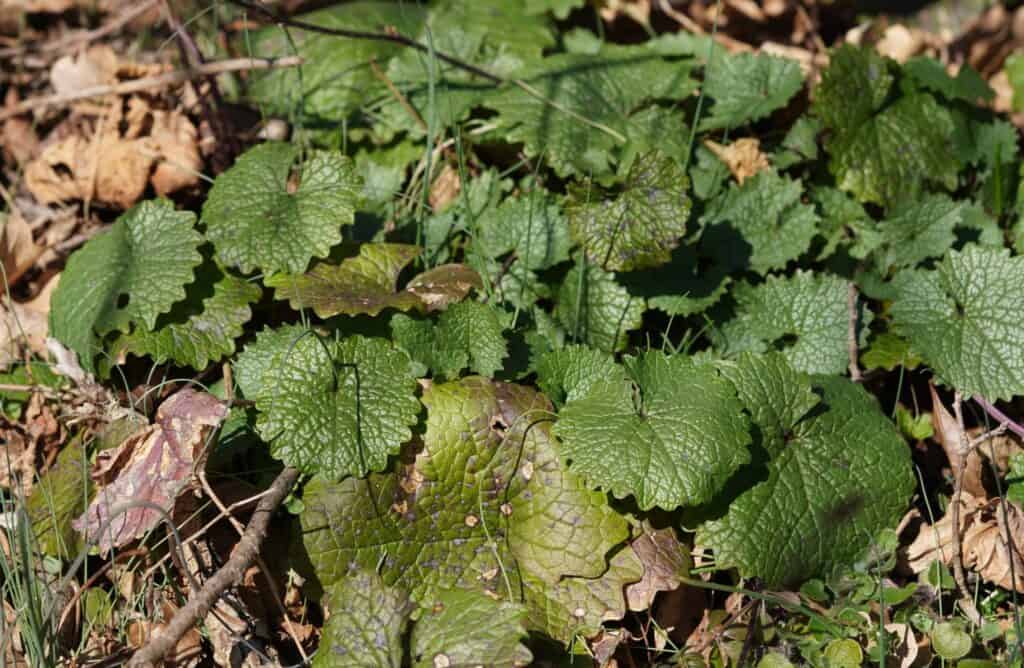 medicinal plants you can forage all year round garlic mustard