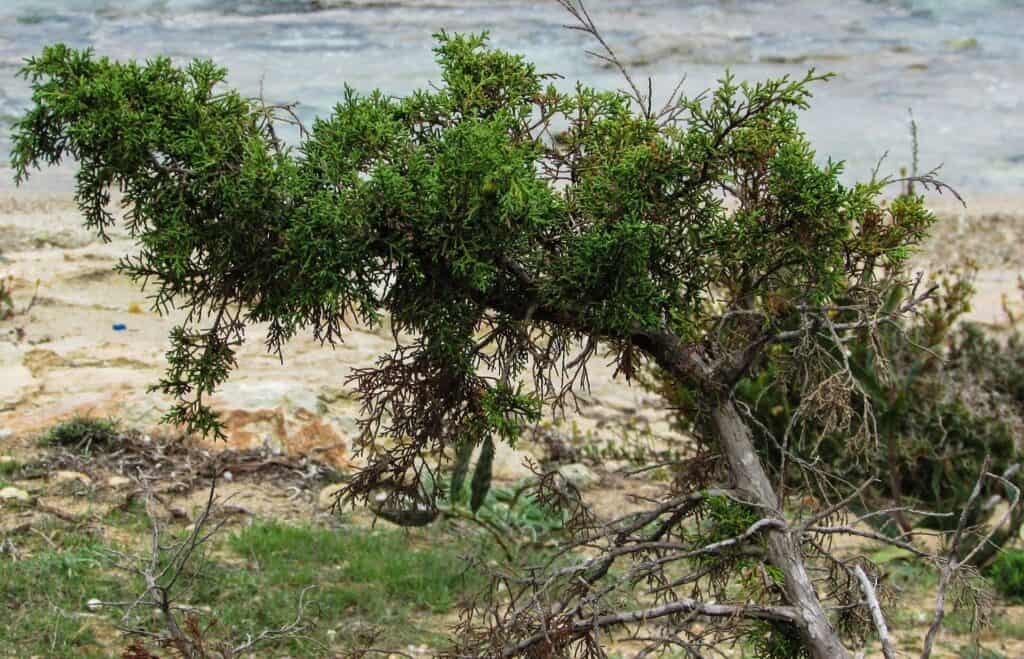 medicinal plants you can forage all year round juniper (juniperus spp.)
