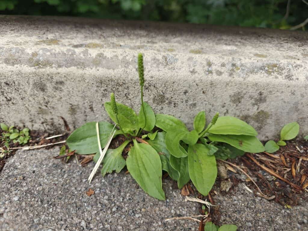 medicinal plants you can forage all year round plantago major