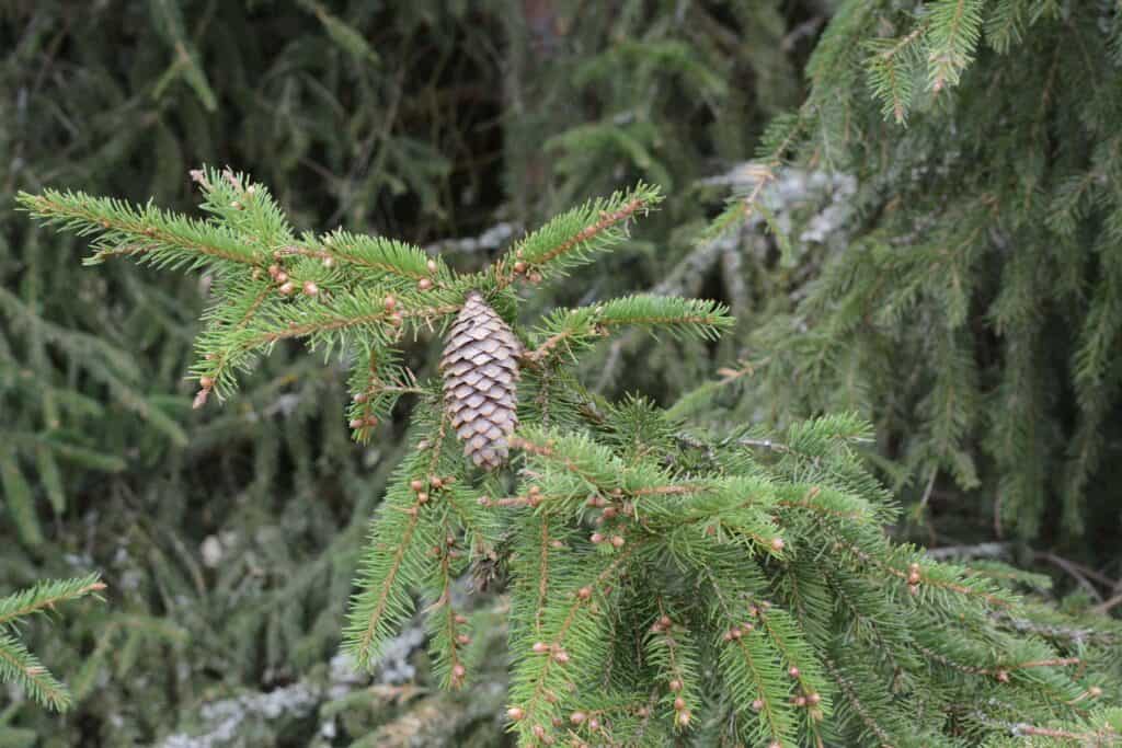 medicinal plants you can forage all year round spruce