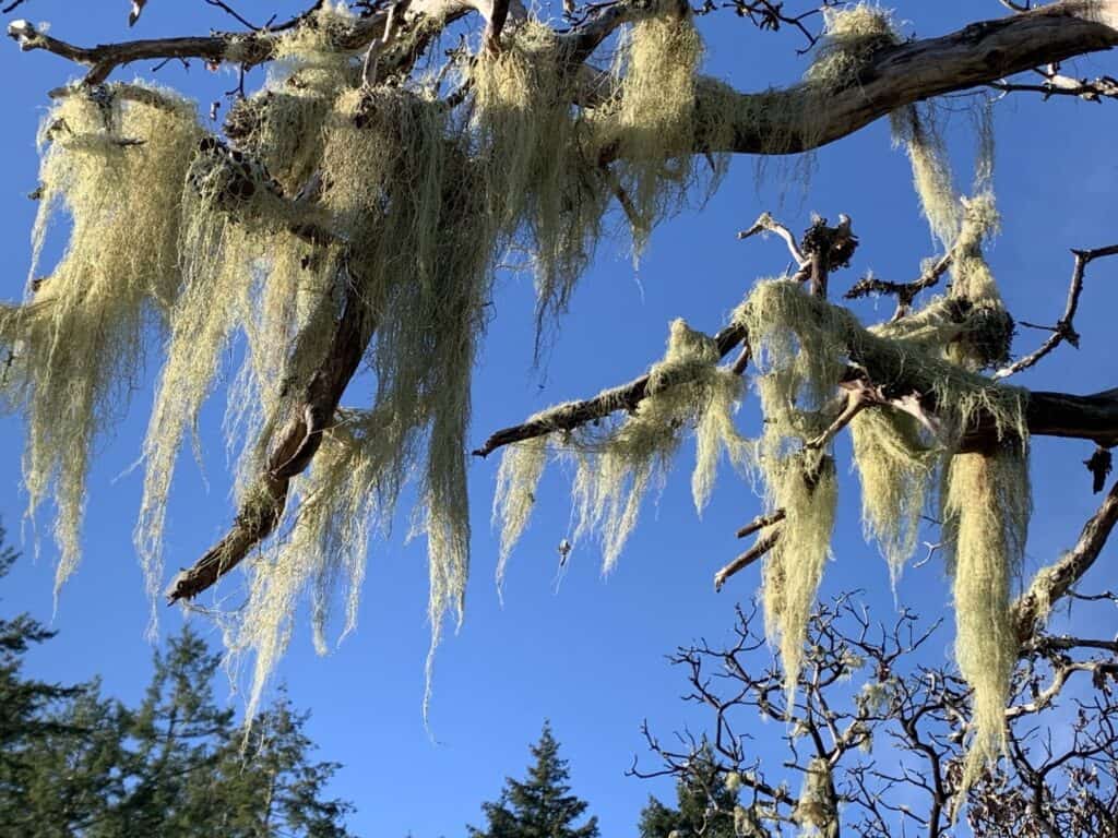 medicinal plants you can forage all year round usnea (lichen)