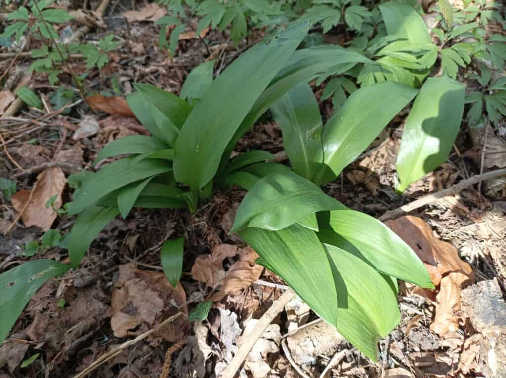 medicinal plants you can forage all year round wild onion & garlic
