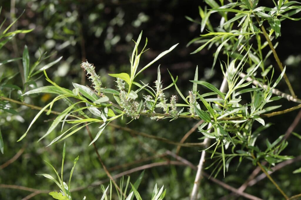 medicinal plants you can forage all year round willow (salix spp.)