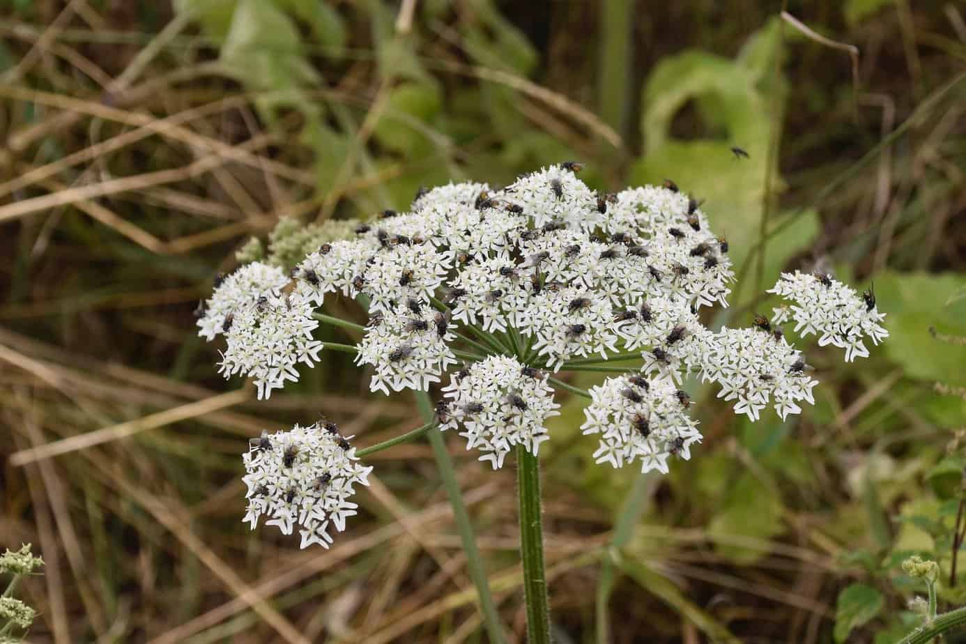 top five deadly plants to avoid