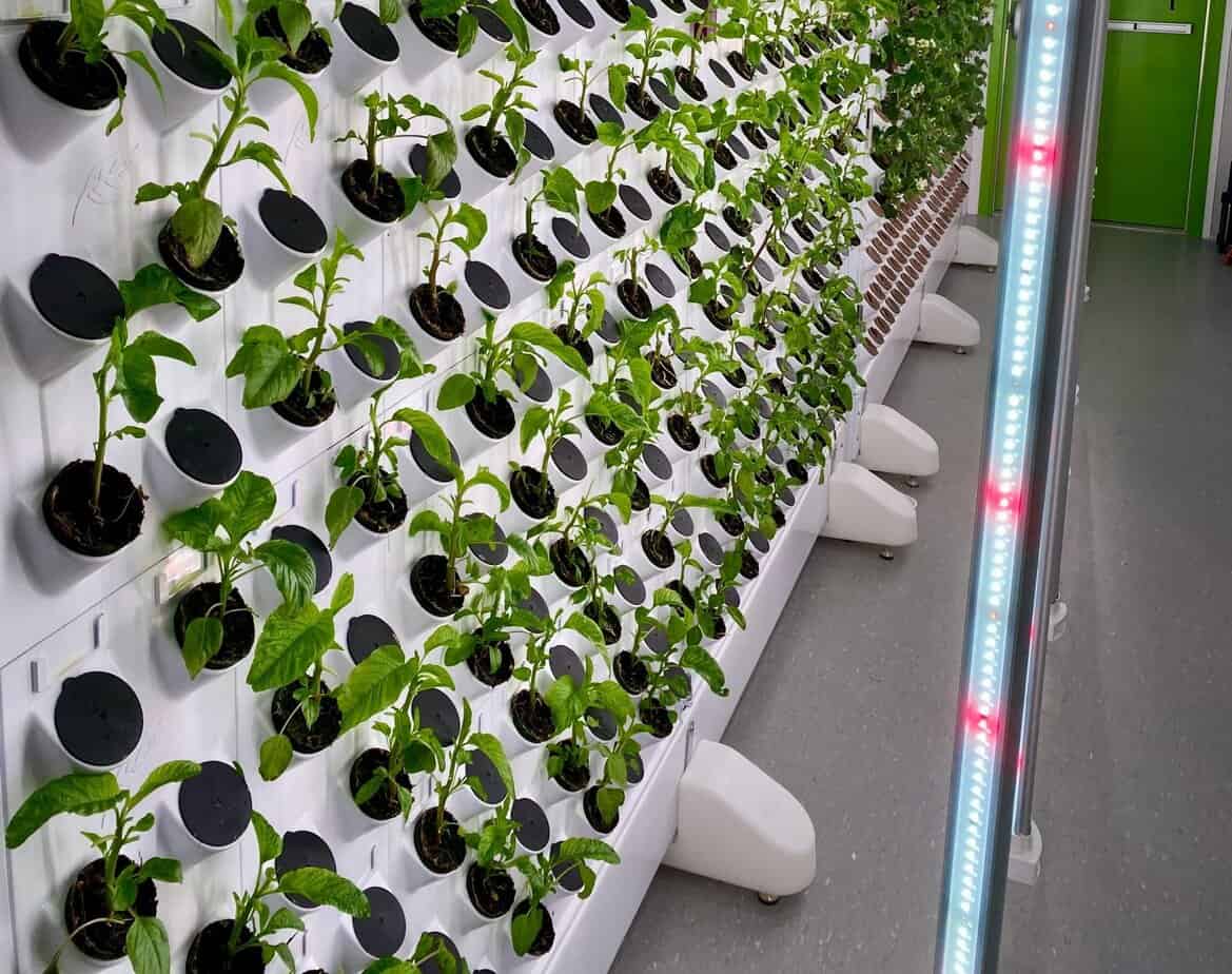 survival gardening in small spaces advanced systems (part 2)