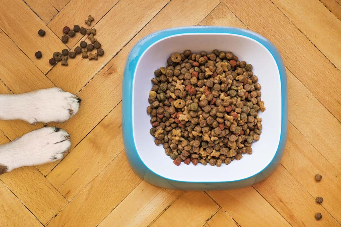 Dog paws beside a bowl of kibble, illustrating pet food long term storage and feeding preparedness.