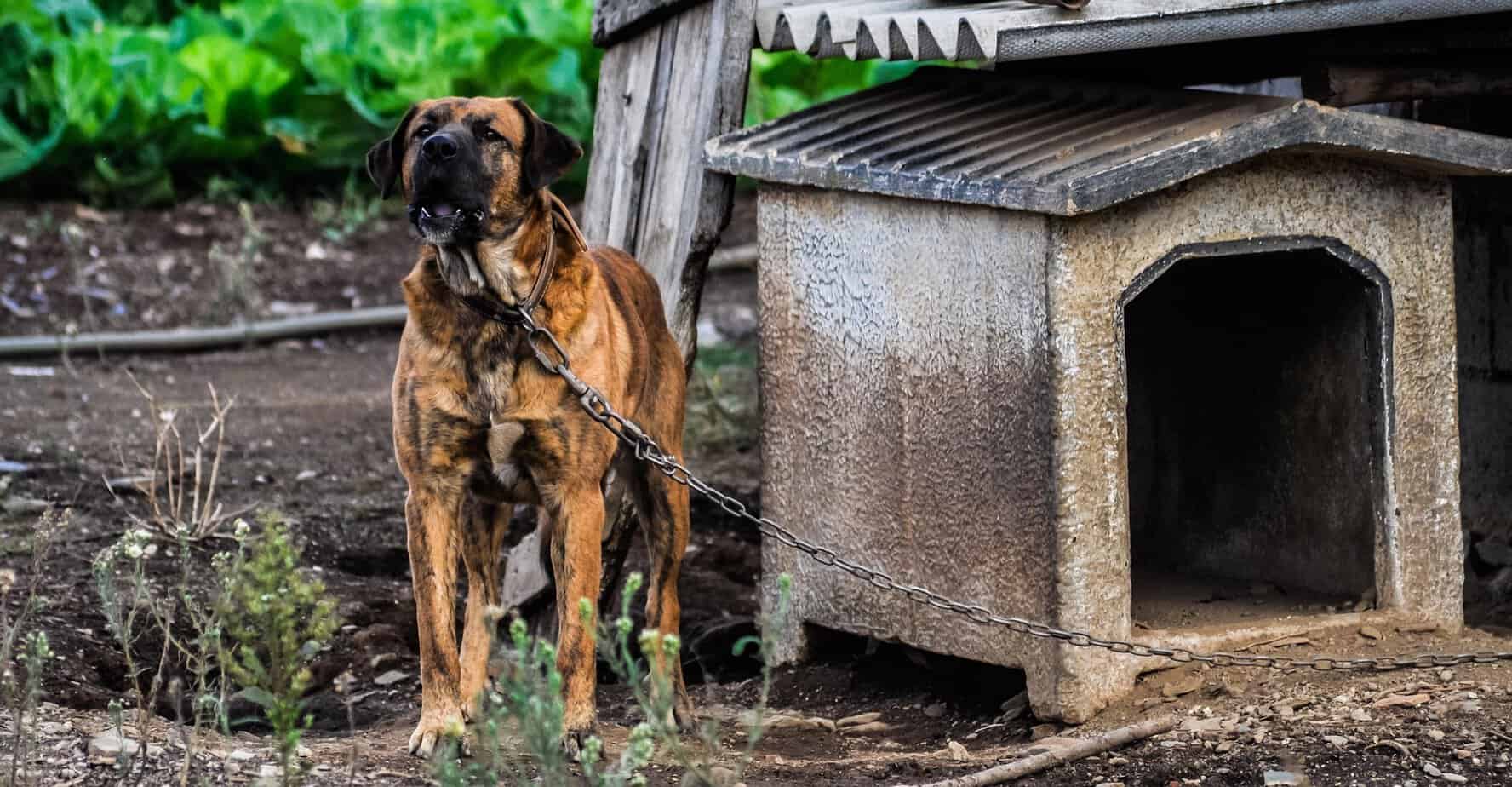 Chained dog standing outside beside a small doghouse, illustrating pet vulnerability during disasters and emergency evacuations