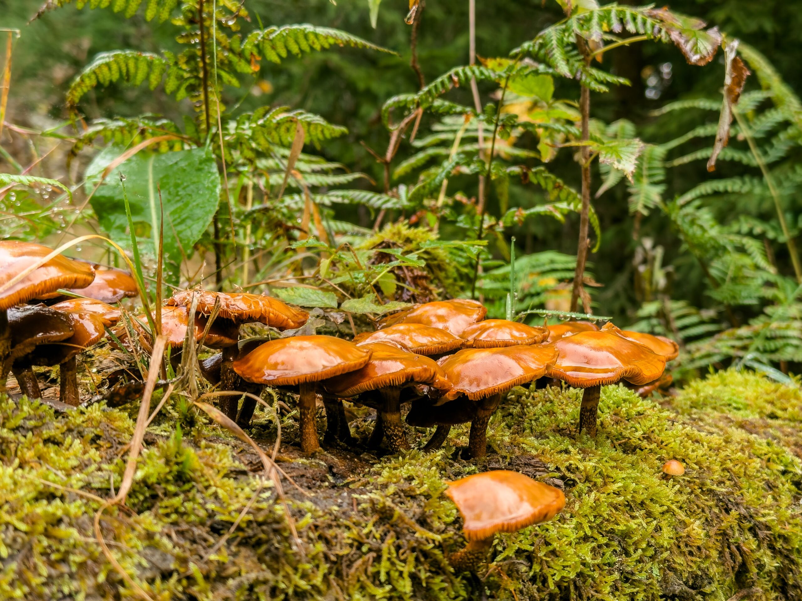 Cluster of orange-brown foraged mushrooms growing on a moss-covered log in a damp fern forest